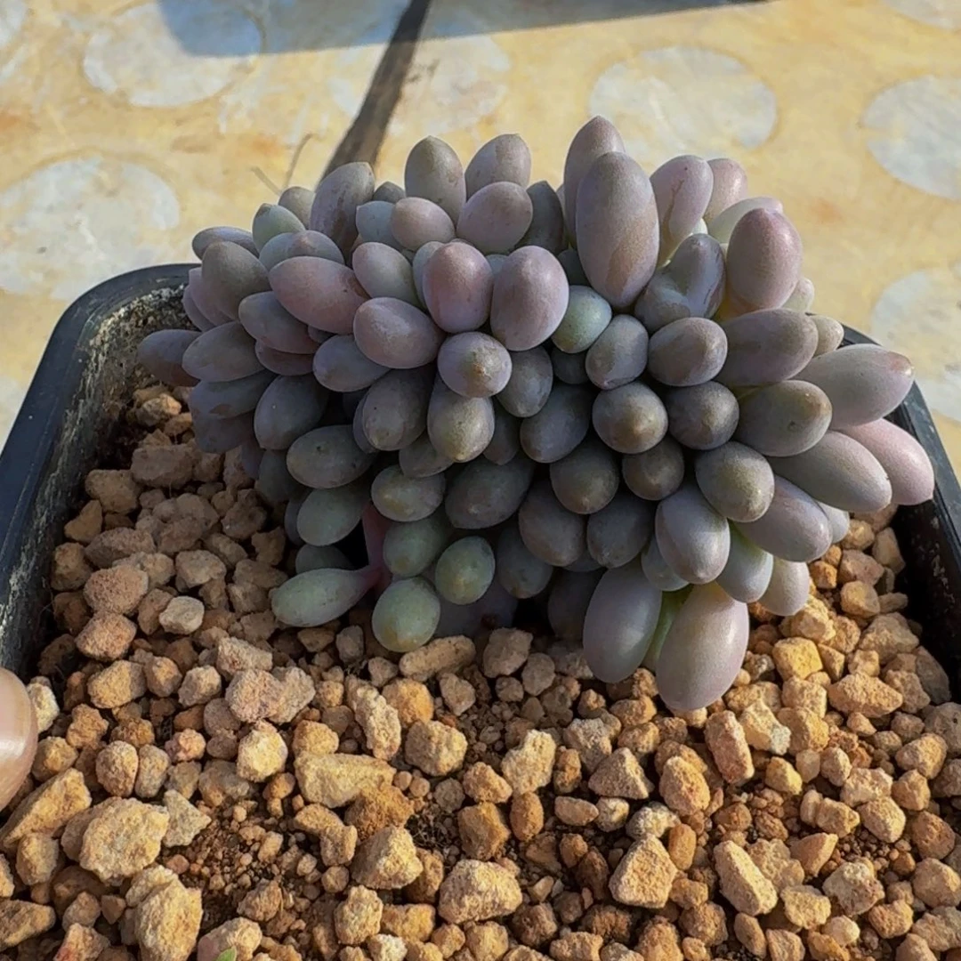 汤圆缀化  一物一拍