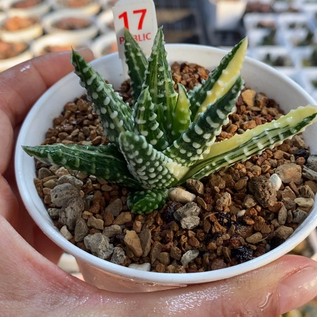 17泪珠硬叶系一物一图