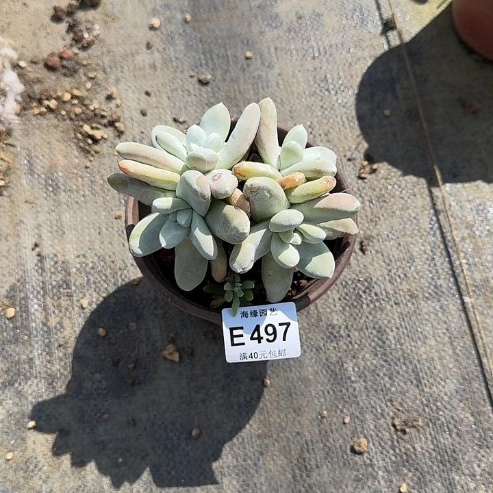 l****7拇指哈哈哈哈哈哈哈多肉