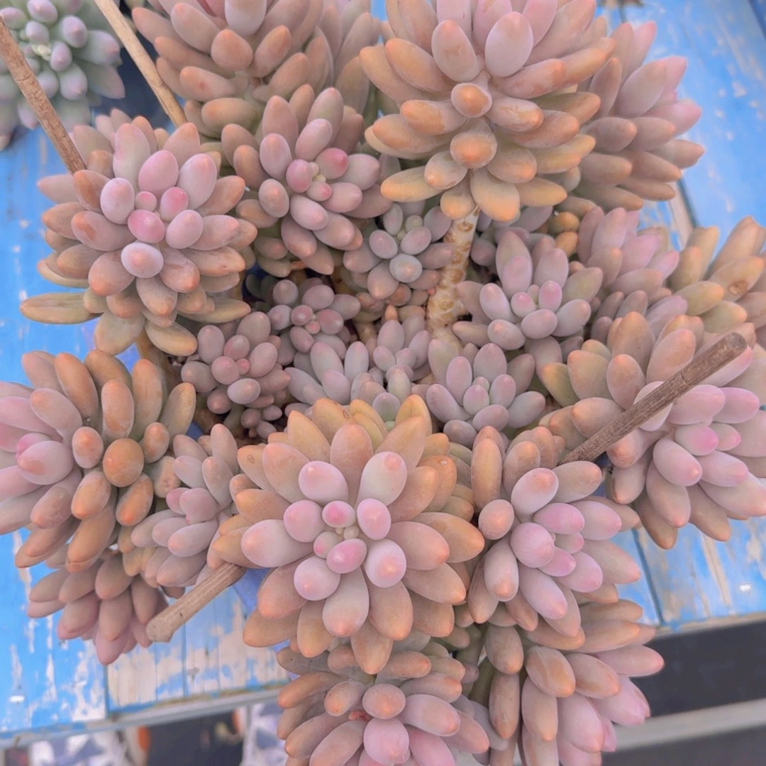 879粉色恋人凡艺多肉