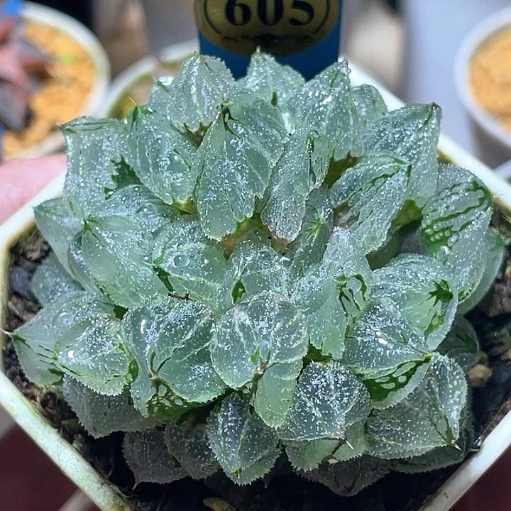 麦***麦605坠化冰墩墩特选福利