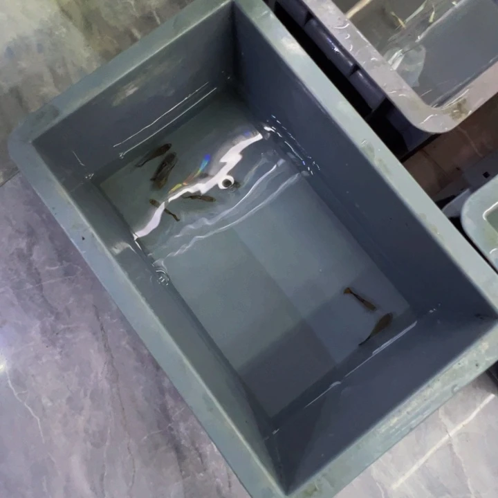 孔雀鱼半礼服小圆尾四队