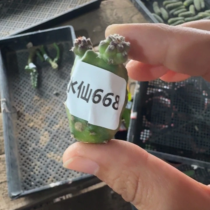 210水仙668虫咬一个无根侧牙软，20包邮