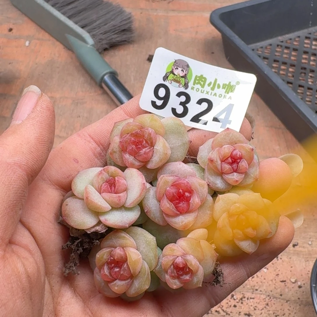 多肉植物多肉植物