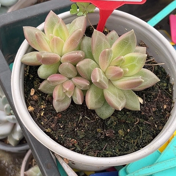 多肉植物迷雾泡泡720