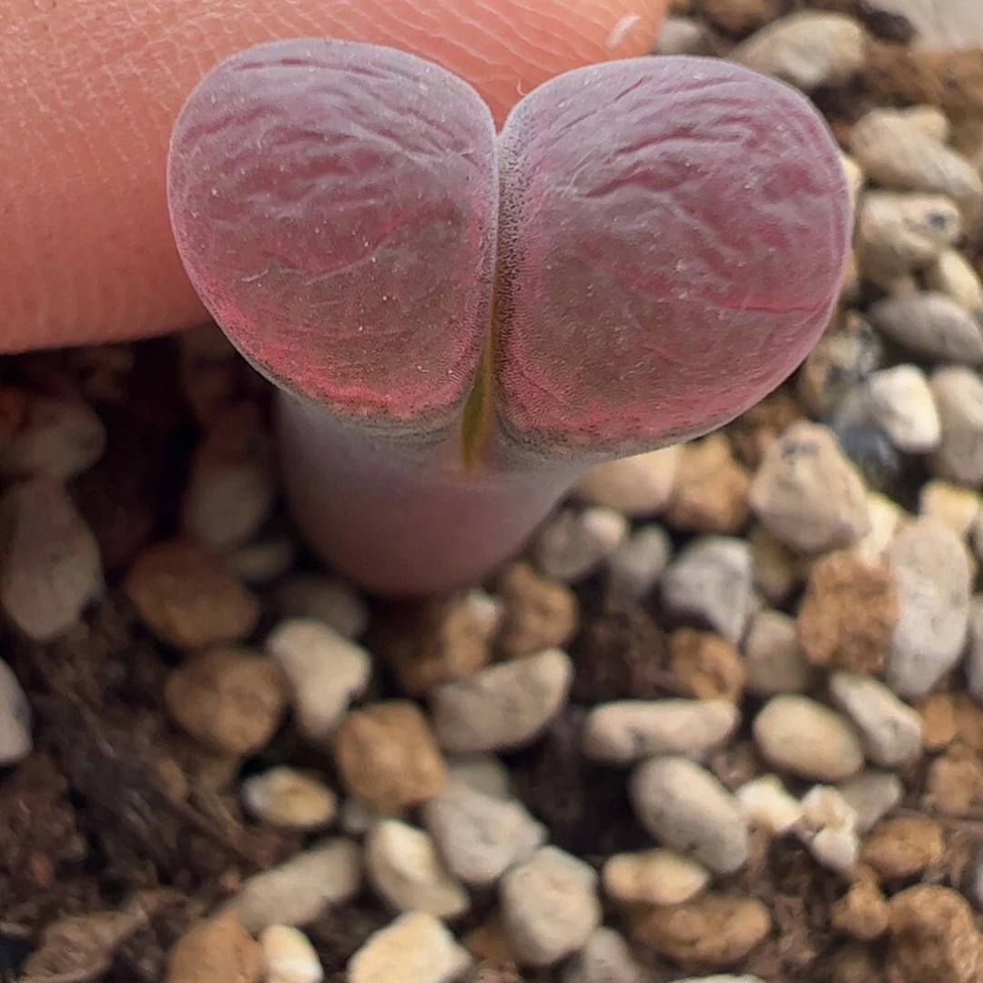 485 好看的多肉冲冲冲