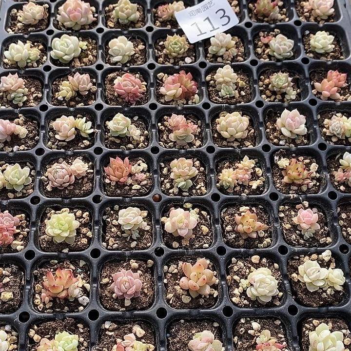 113 多肉植物盆栽花卉