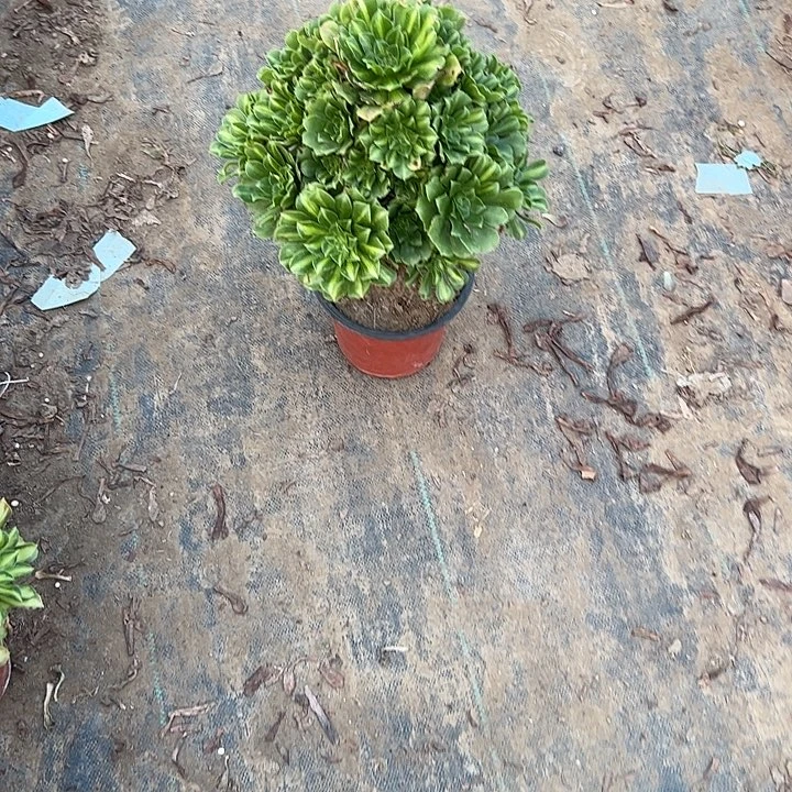 一单包邮不包侧枝35
