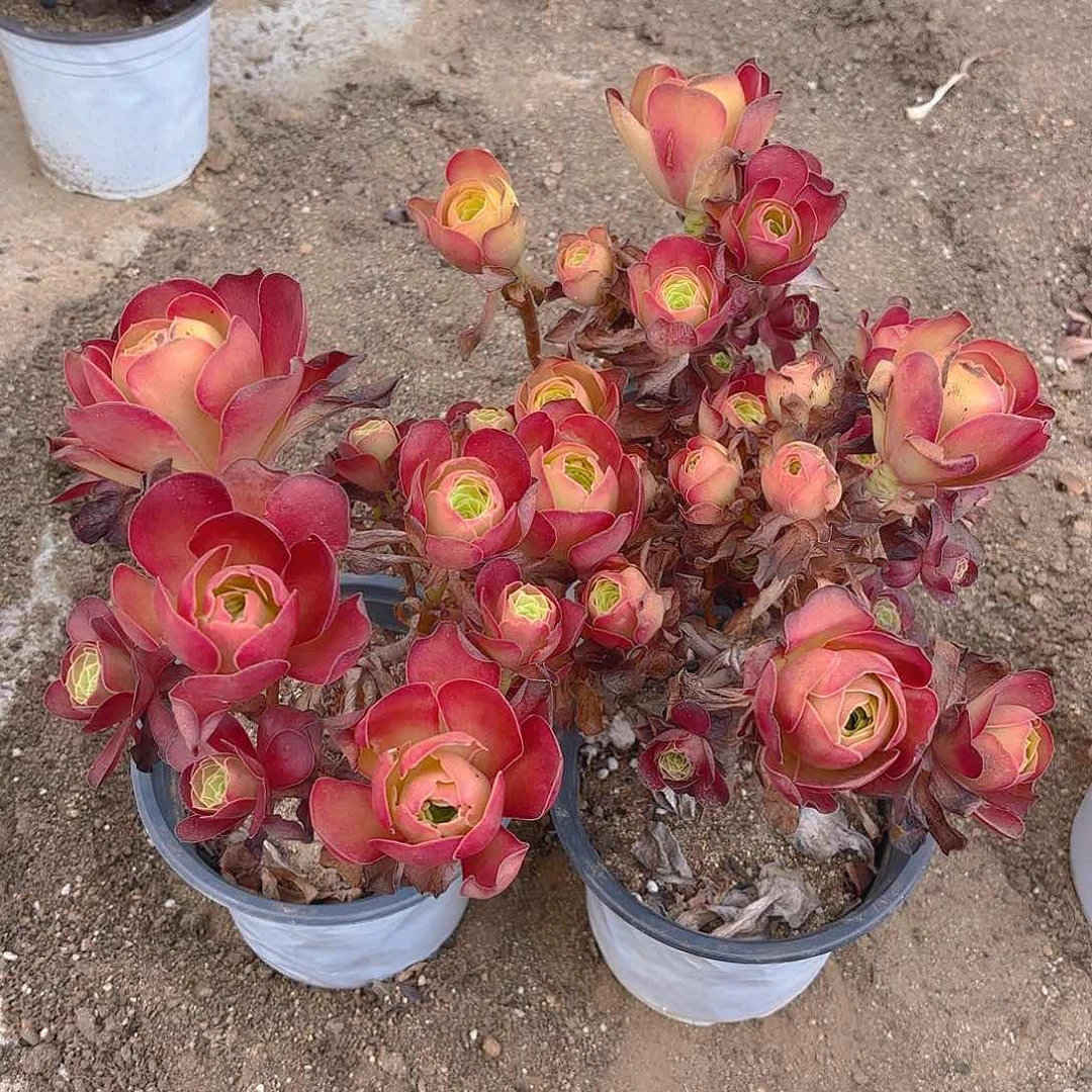 魅金砍头群多肉植物三颗