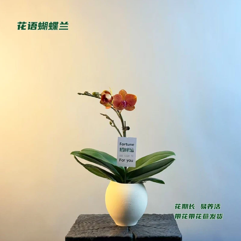蝴蝶兰【吉利】 带花带花苞发货 室内客厅阳台花卉 好养易活