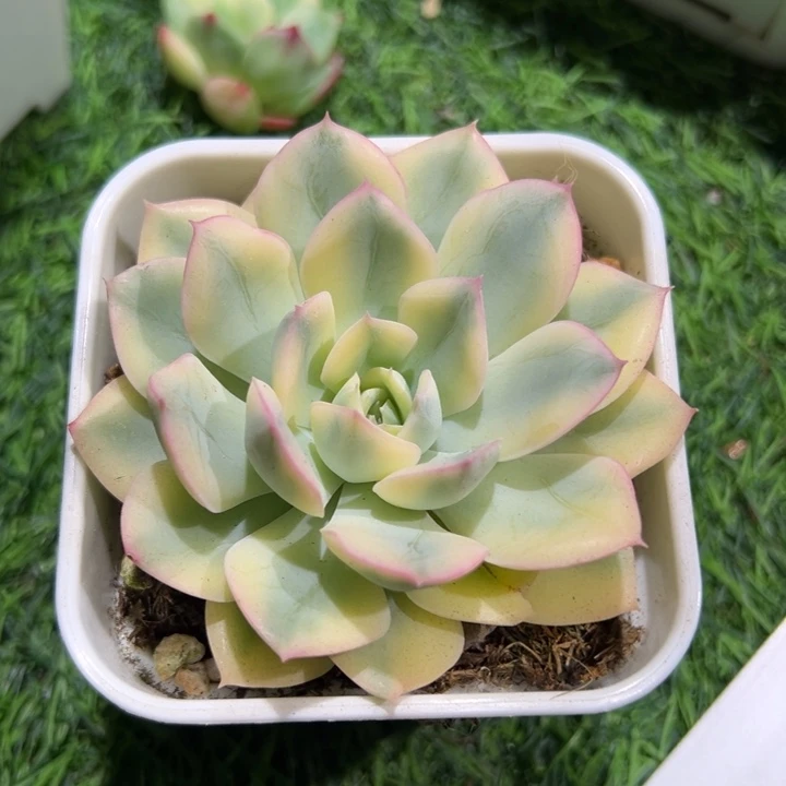 雅**妆月亮仙子锦多肉植物