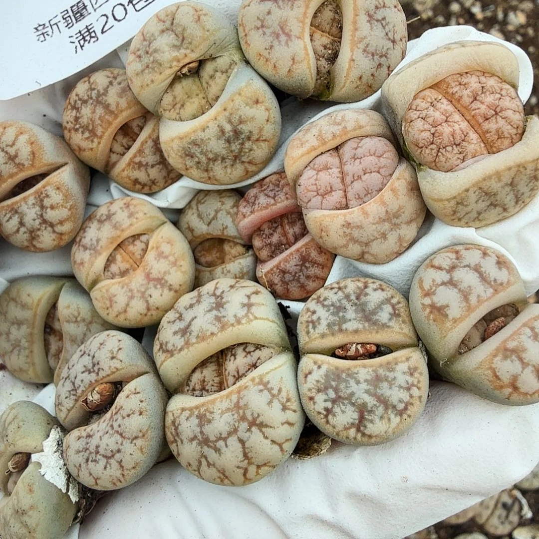 不用我送去啦的嘛就可以599