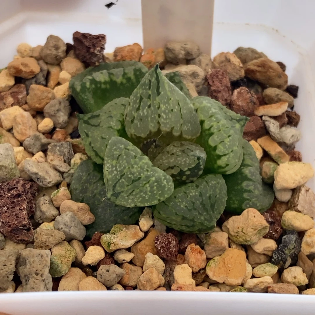 406号裹白银带盆发货