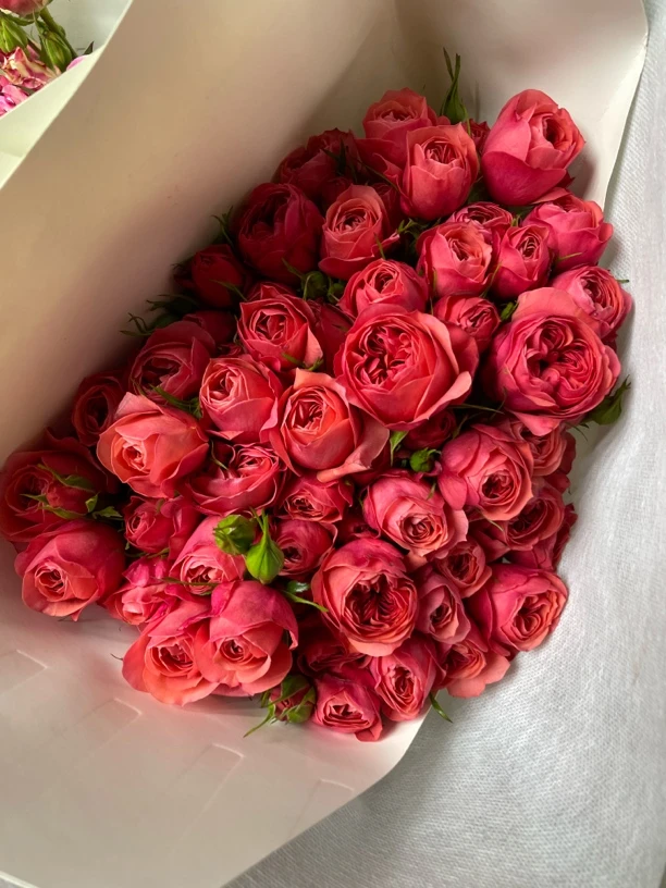 10支 红果汁泡泡 玫瑰 云南基地直发