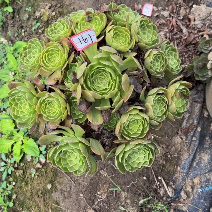 161雨荷多肉植物法师