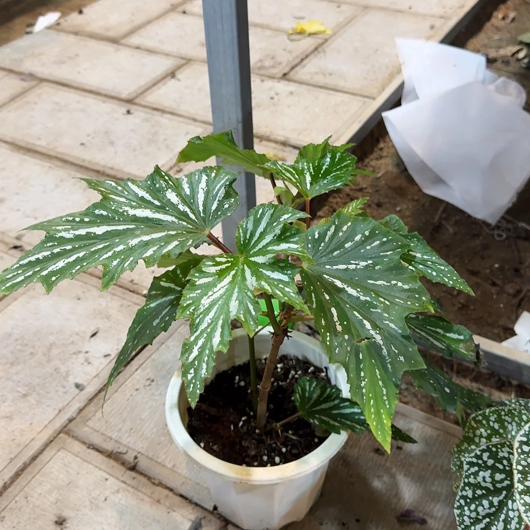 完全开放竹节4号一棵