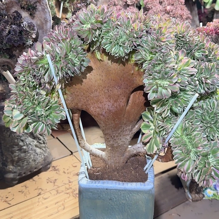 玉姿法师老庄缀化