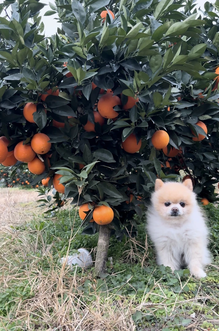 顺丰包邮甜橙子甜橙新鲜水果9斤装（偏远地区不包邮）