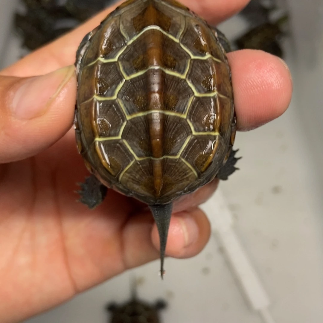 不分公母中华草龟