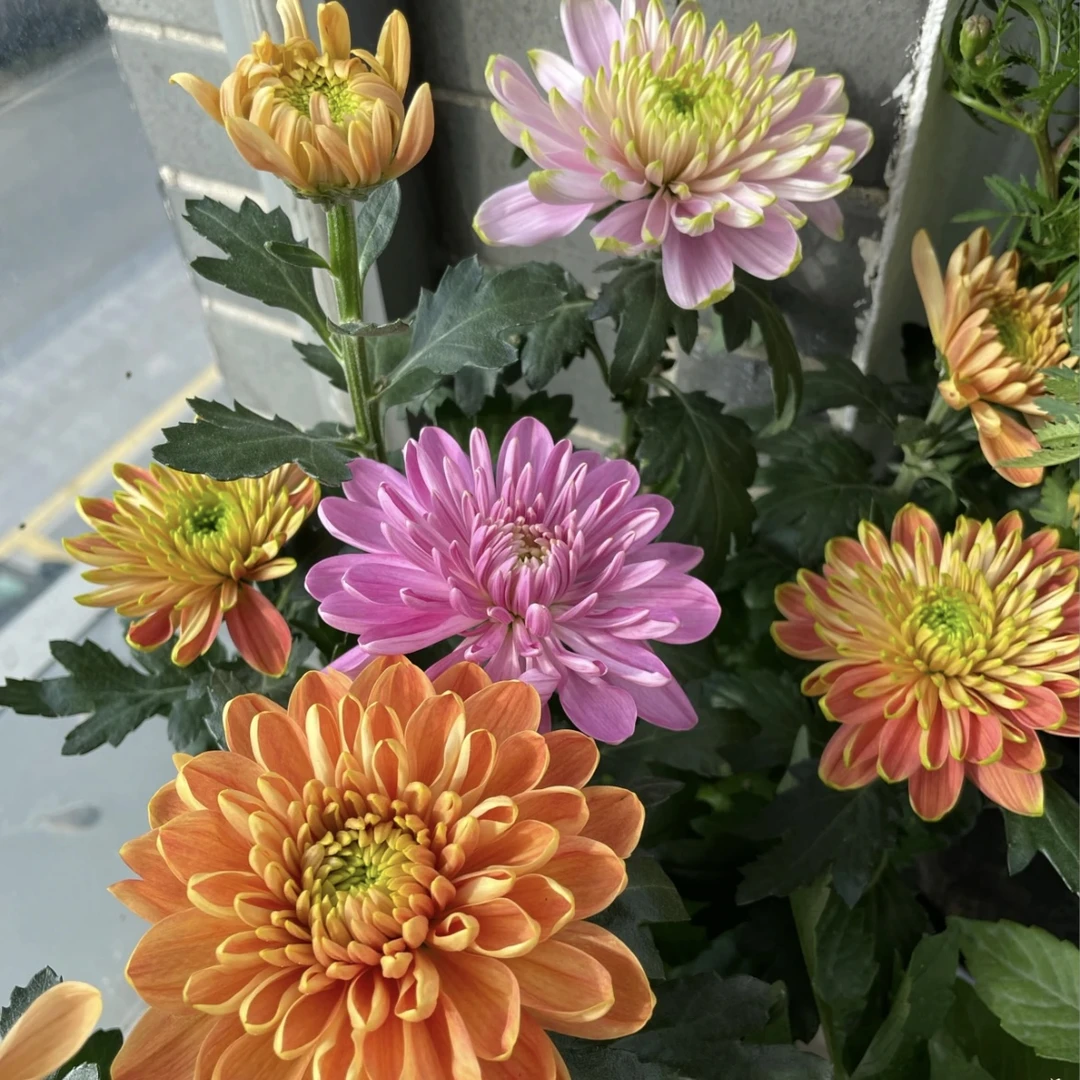 混色凯迪拉克小菊花盆栽颜值高花期长庭院阳台易养护