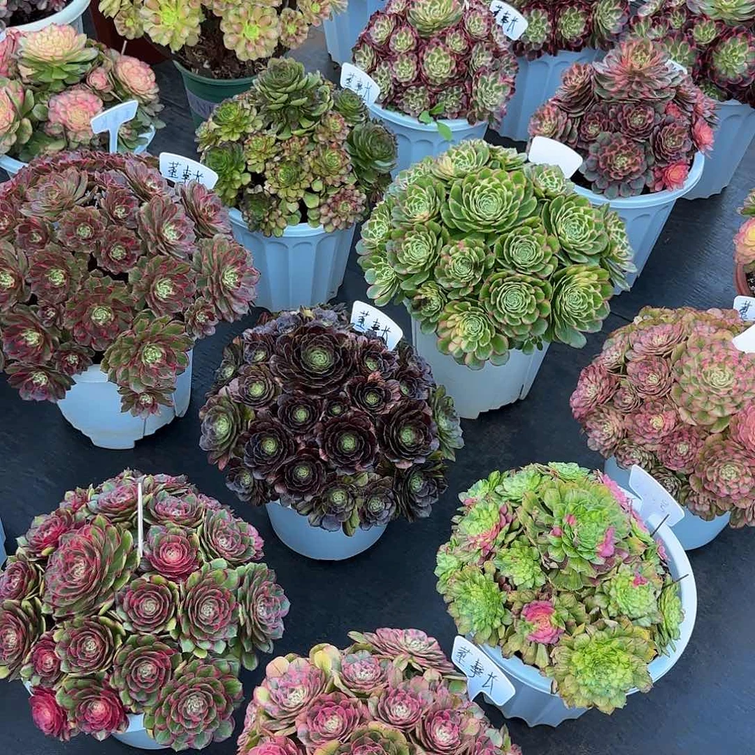 魏***魏8888  寄养海仙发货