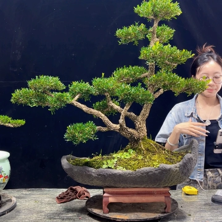无花朵皱皮黄杨四季常绿