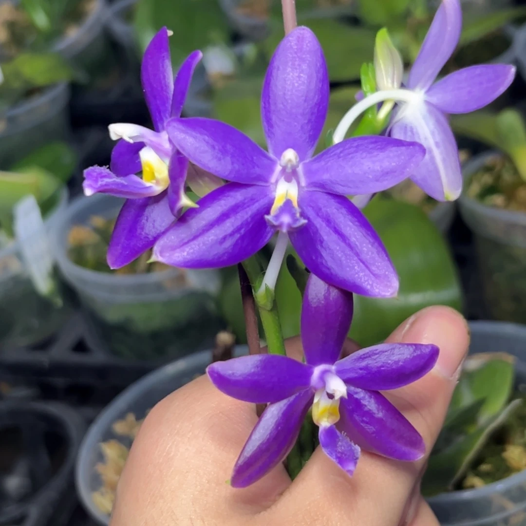 完全开放l316三寸ys1199