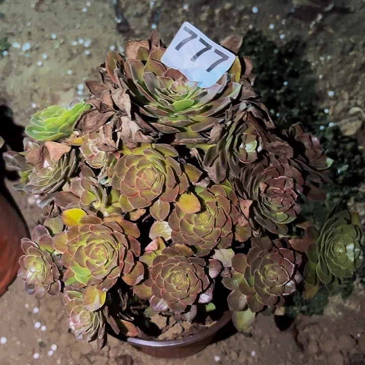 777男爵多肉植物不售后