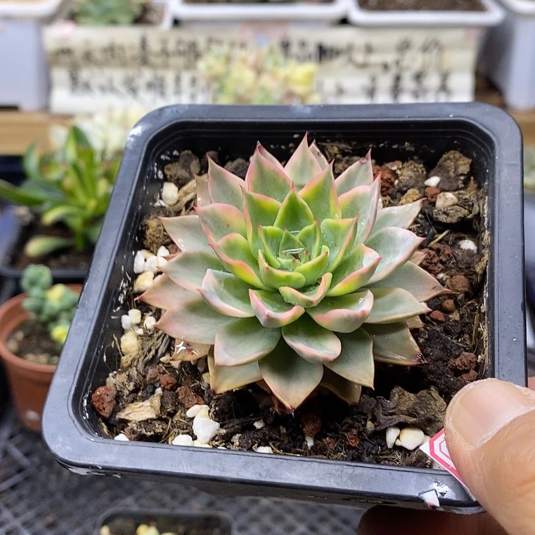 28197 贝拉多娜锦