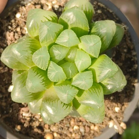 帝玉露老母本8.5厘米