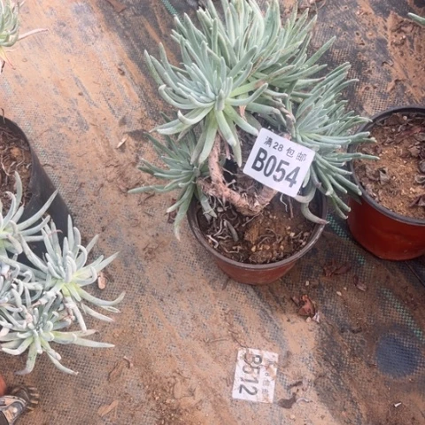 054爱度莉丝不包断枝