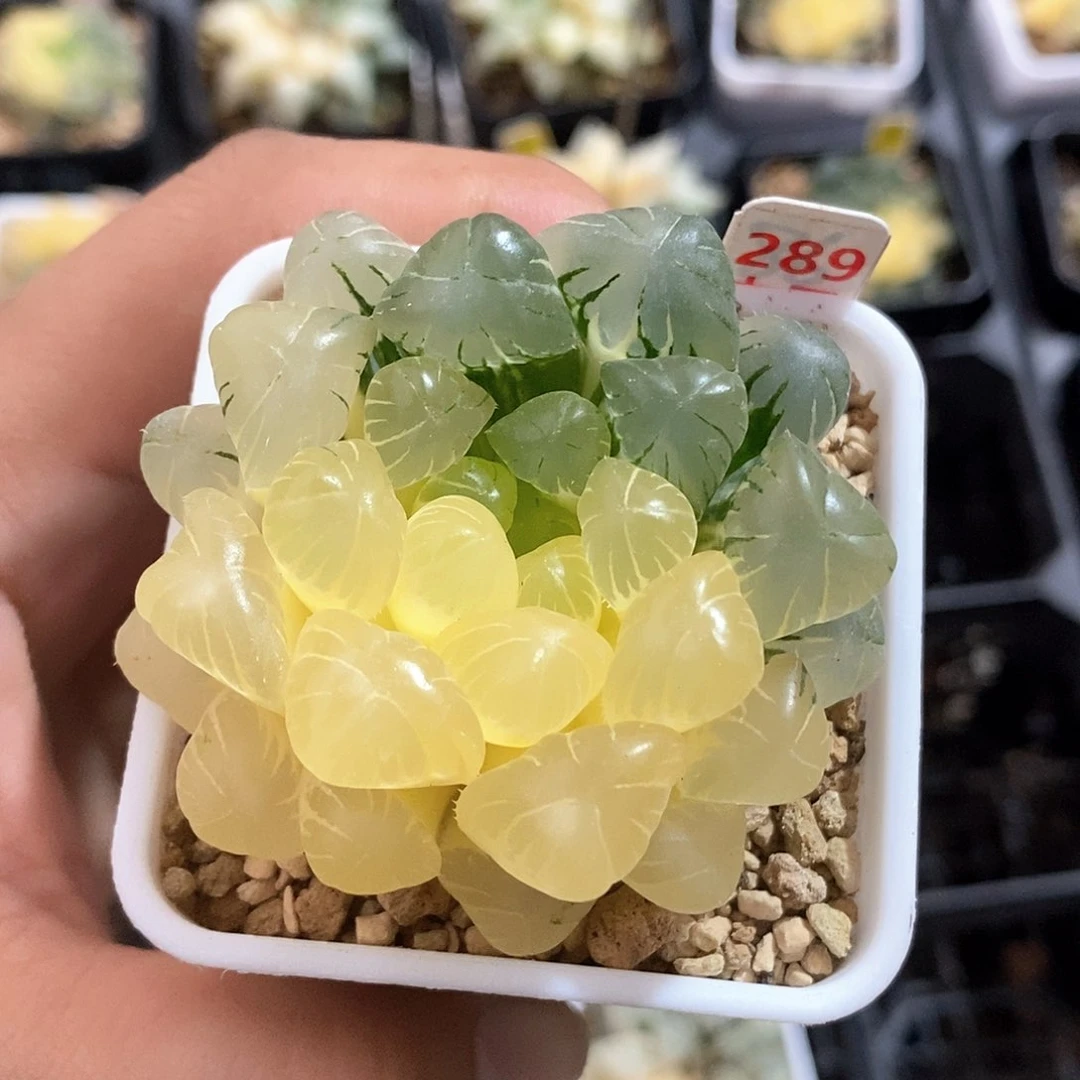 红陶289号实生玉露锦一物一拍
