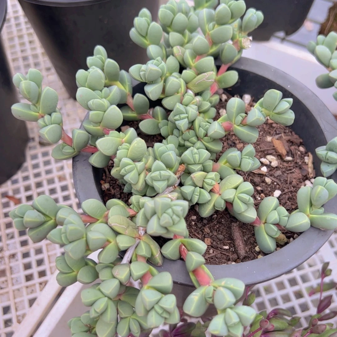 鹿角海棠 整桩整群