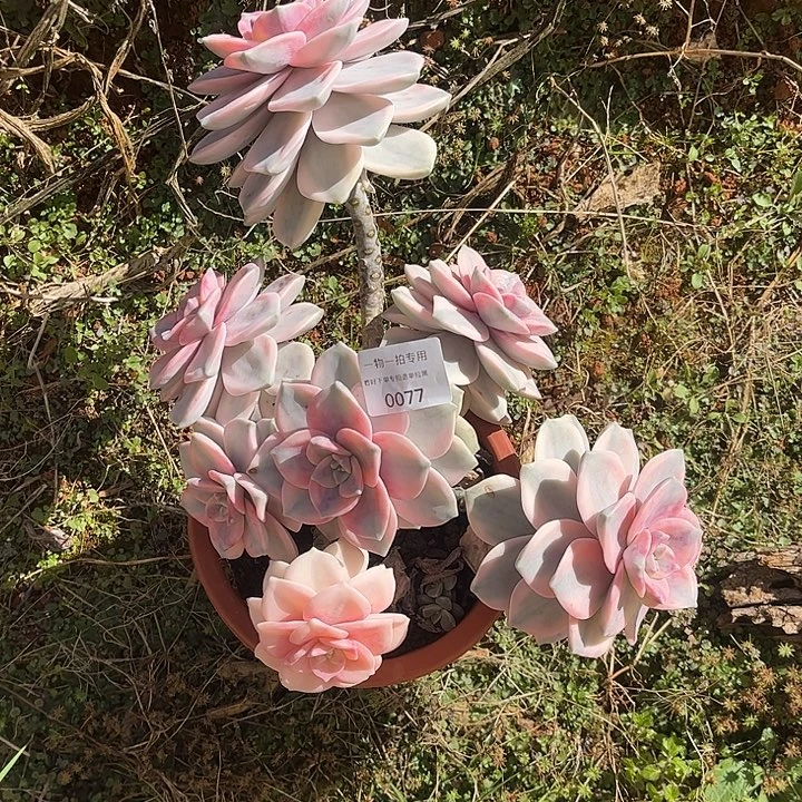 哦****紫乐锦大群，一物一拍