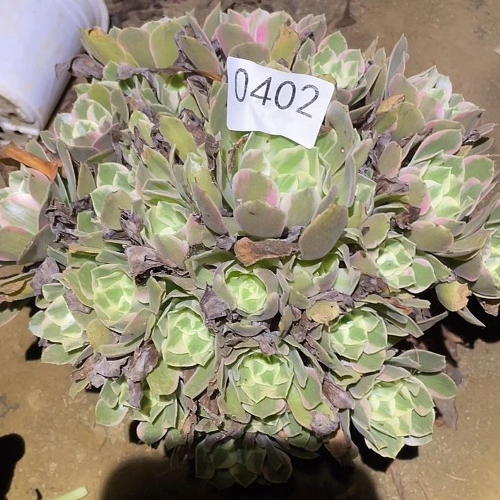 多肉植物法师402女妖