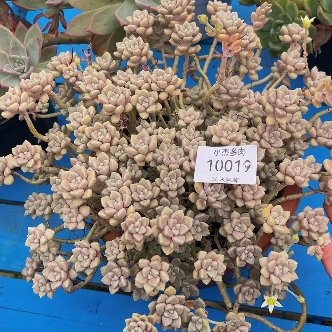 麻****园姬秋丽10019