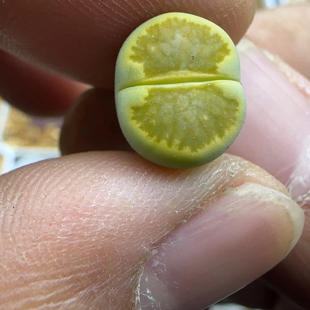 412 生石花大棚直播