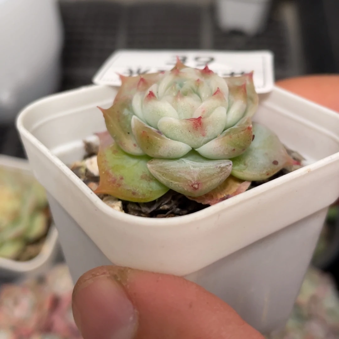 39号三号阔叶可育白吉