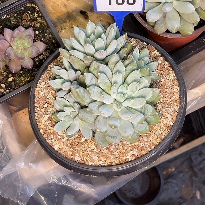 思***甜多肉植物天使之翼188