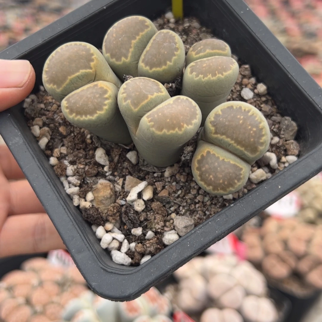 057 生石花大群生一物一拍