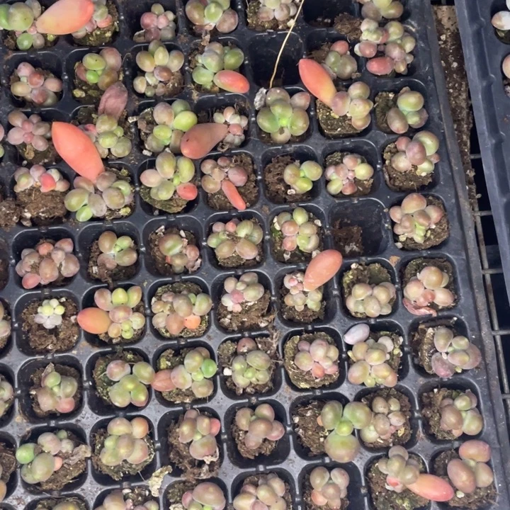 芒果奶发3颗满18包邮