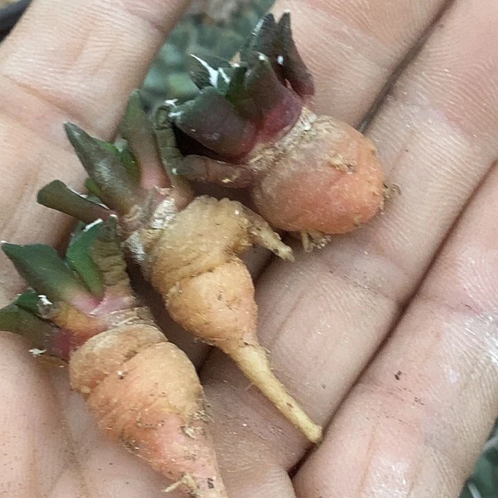 宇***昊黑牡丹三个一组？！！！