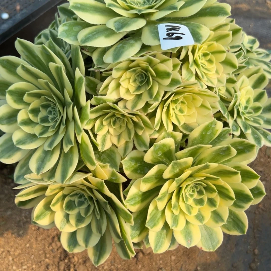 69迈吧多肉植物花