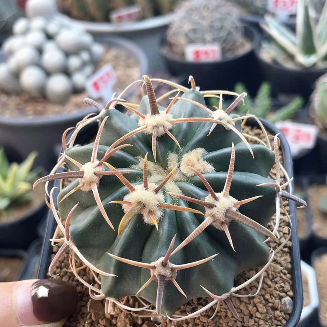 实生割刺凌波仙人球