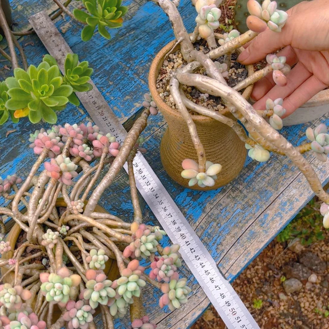 新疆西藏内蒙不发货，鱼子酱