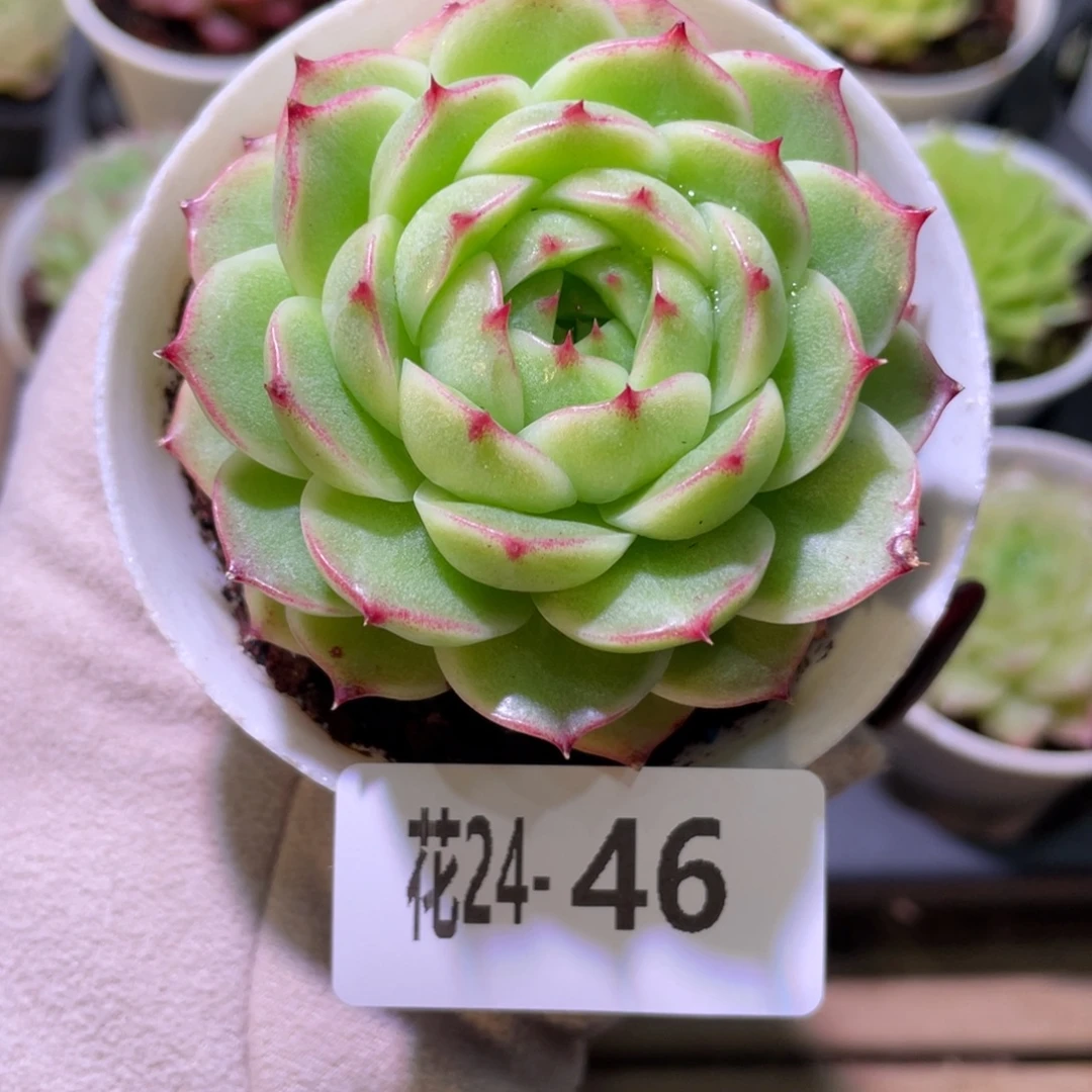花利美24-46麦秆单头