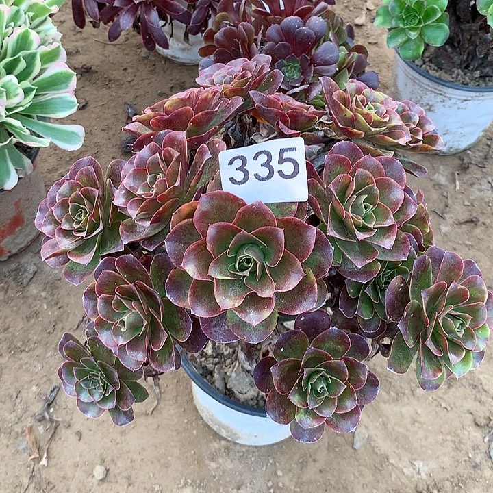 无花朵335魅金南