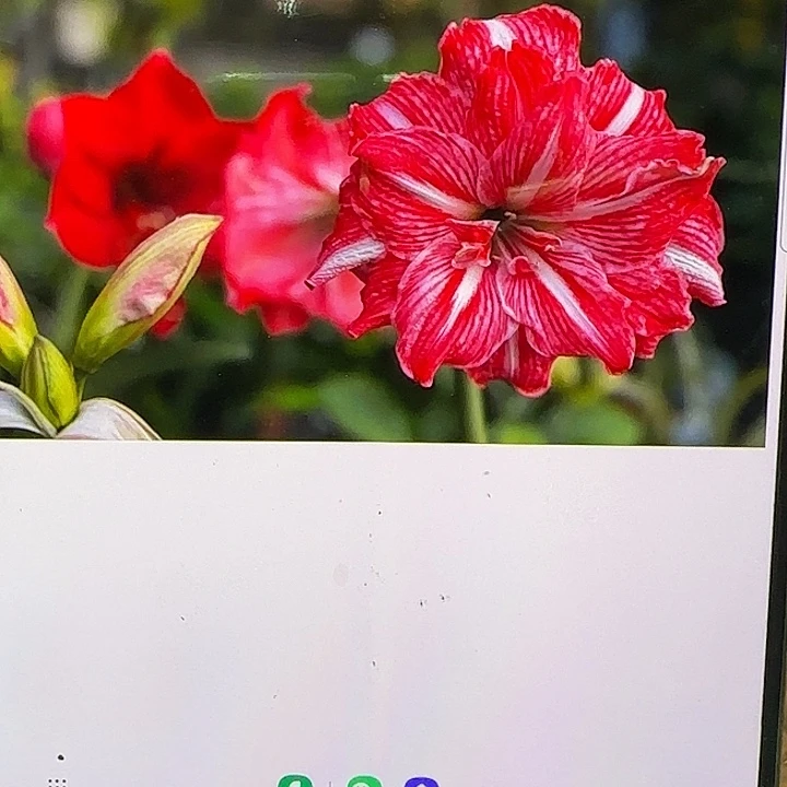 K***百朱顶红橙红玫瑰3厘米