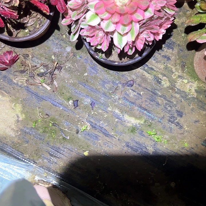 法师一物一拍链接91