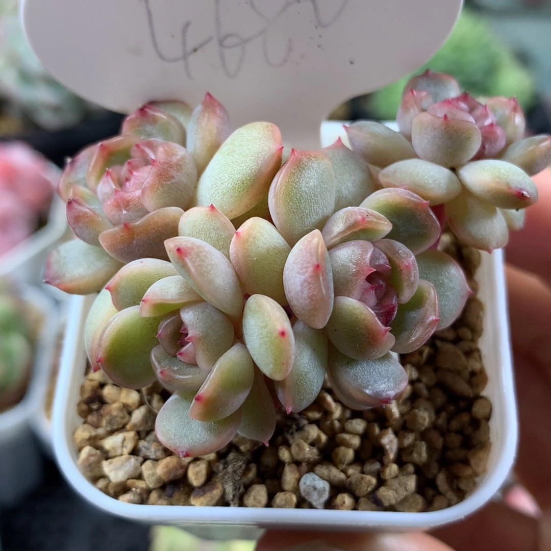 红色恋人无砍群4680